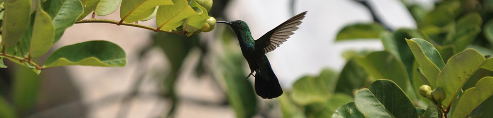 hummingbird drinking from fruit on a tree