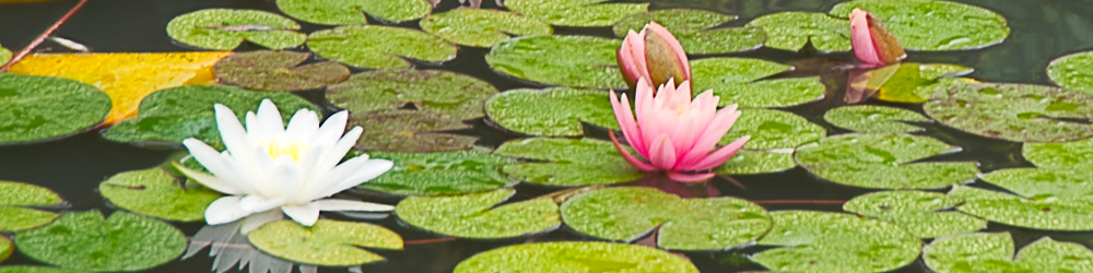 banner water lilies